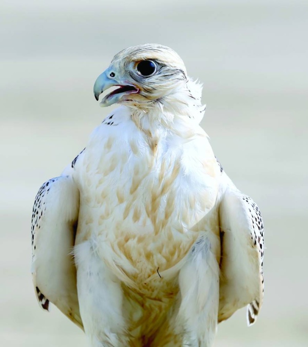 تتويج المحترفين والملاك في موسم ناصر بن حمد للصقور والصيد