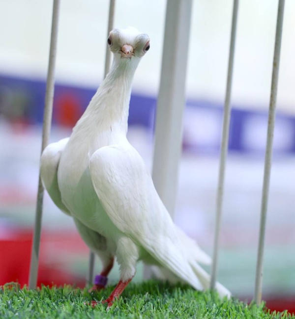 &laquo;الموروث&raquo; تنظم معرضا لجمال حمام الزينة