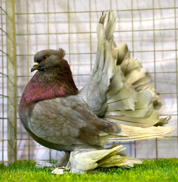 &laquo;الموروث&raquo; تنظم معرضا لجمال حمام الزينة