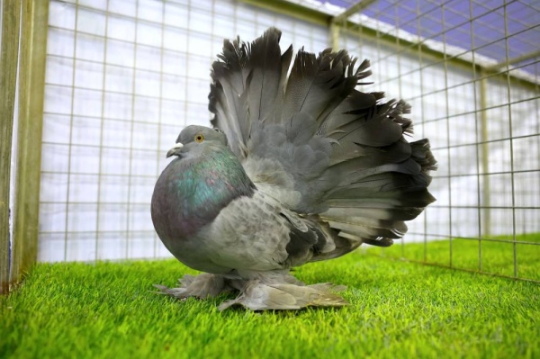 &laquo;الموروث&raquo; تنظم معرضا لجمال حمام الزينة