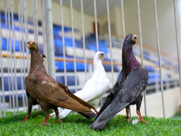 &laquo;الموروث&raquo; تنظم معرضا لجمال حمام الزينة