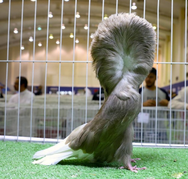 &laquo;الموروث&raquo; تنظم معرضا لجمال حمام الزينة