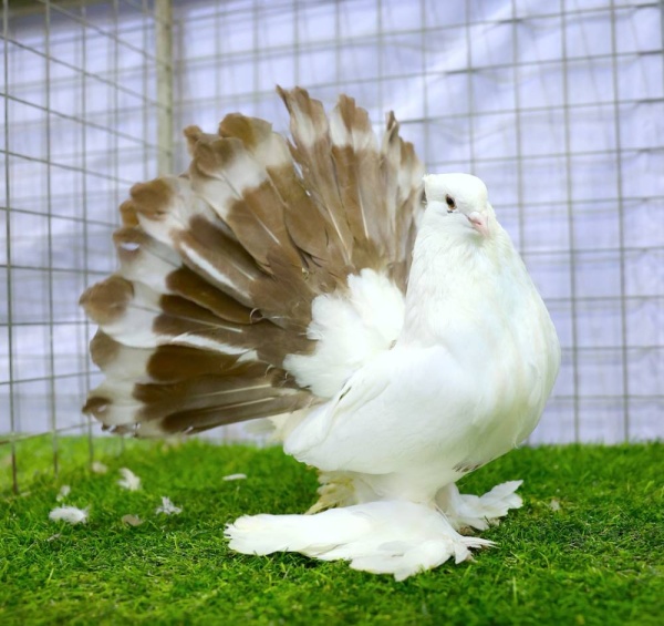 &laquo;الموروث&raquo; تنظم معرضا لجمال حمام الزينة