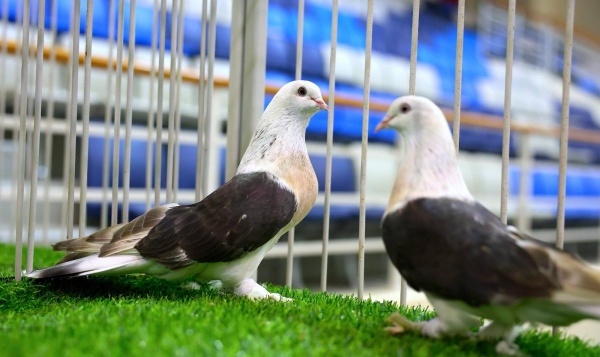 &laquo;الموروث&raquo; تنظم معرضا لجمال حمام الزينة