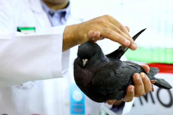 &laquo;الموروث&raquo; تنظم معرضا لجمال حمام الزينة