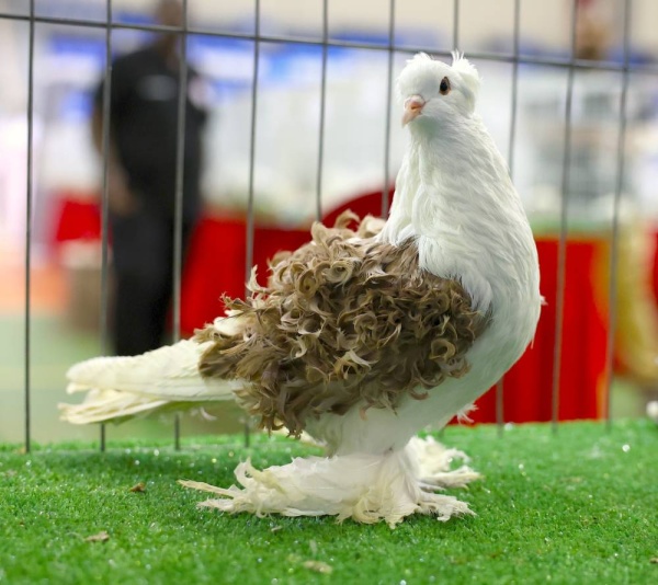 &laquo;الموروث&raquo; تنظم معرضا لجمال حمام الزينة