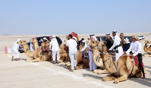 فريق &laquo;الكري&raquo; يواصل تألقه في سباق الهجن التراثي الثاني للركبي البشري