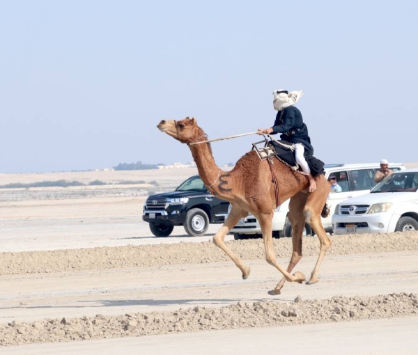 فريق &laquo;الكري&raquo; يواصل تألقه في سباق الهجن التراثي الثاني للركبي البشري