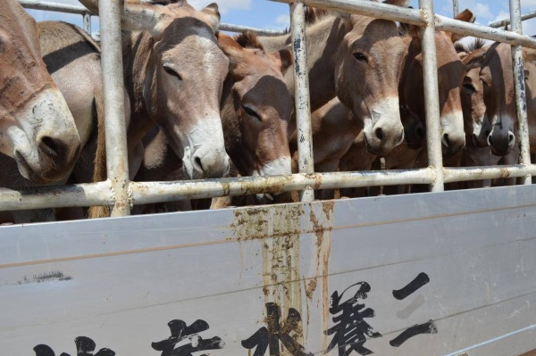 حمير أفريقيا مهددة بالانقراض والسبب منتجات تجميلية