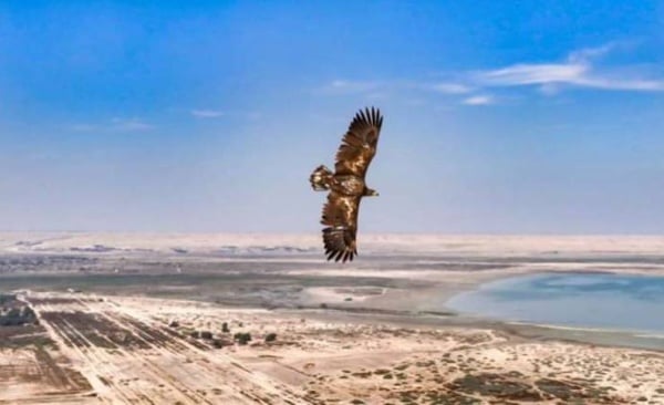 مصورون من الكويت والبحرين يوثقون ظهورًا نادرًا لعقاب أبيض الذيل في الكويت