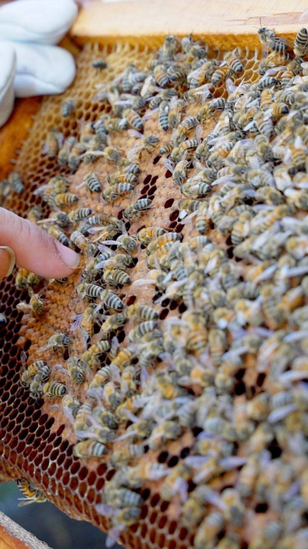 جمعة حمادة: أُربّي النحل منذ 30 سنة وابنتي ورثتني