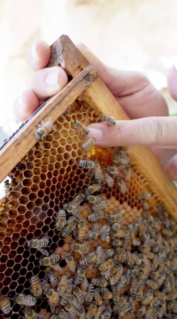 جمعة حمادة: أُربّي النحل منذ 30 سنة وابنتي ورثتني