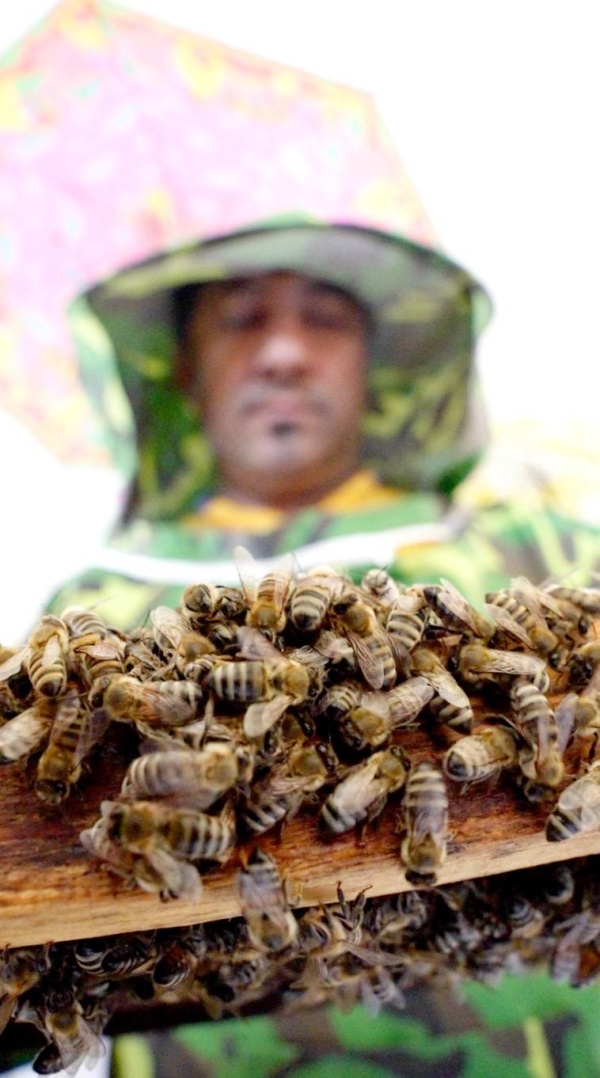 جمعة حمادة: أُربّي النحل منذ 30 سنة وابنتي ورثتني