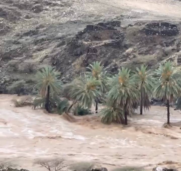 السعودية.. السيول تقتلع النخيل وتغمر الأخضر واليابس في بعض مناطق المملكة (فيديو)