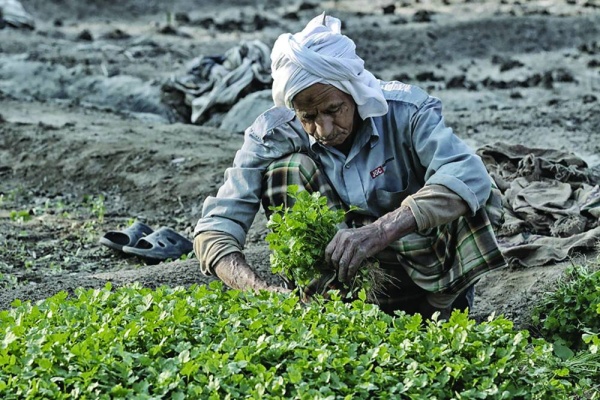 تقرير: ٪1.9 نمواً متوقعاً للزراعة في البحرين