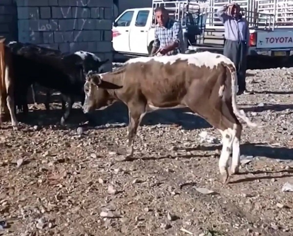 بثلاث أرجل.. مزاد على بقرة نادرة في العراق (صور)