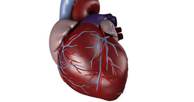 الصين تنجح فى زراعة قلب صناعى مبتكر لخروف على أمل تطبيقها على البشر