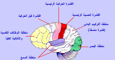 دراسة: المخ سبب شعور الإنسان بأنه مراقب من الآخرين