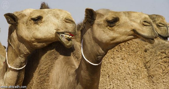 تسجيل أول حالة تفشي لكورونا بين 3 من الإبل بقطر