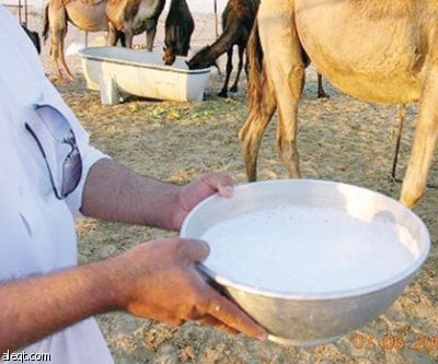 مقهى بدبي يتخصص في بيع منتجات حليب النوق