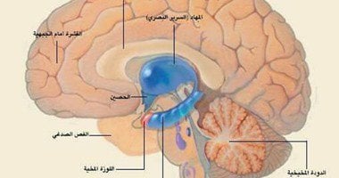 علماء يكتشفون مركز الكرم والسخاء داخل المخ