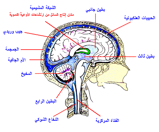 اكتشاف كيفية تبلور صور الأحداث في الذاكرة البشرية