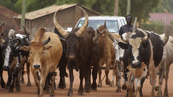 مقتل 22 شخصاً في اشتباكات حول سرقة أبقار بالسودان