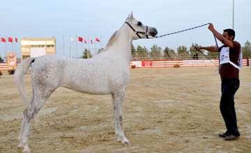 نجاح كبير لبطولة فيصل بن حمد لجمال الخيل العربية