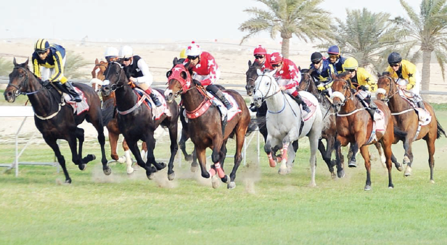 انطلاق سباقات الجياد العربية المسجلة بـ «الواهو» بالصخير اليوم