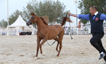 ناصر بن حمد يرعى انطلاق بطولة فيصل بن حمد لجمال الخيل العربية