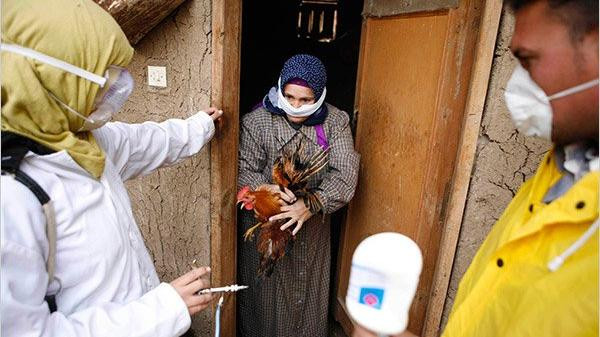 مصر: ارتفاع حالات الإصابة بإنفلونزا الطيور لـ15