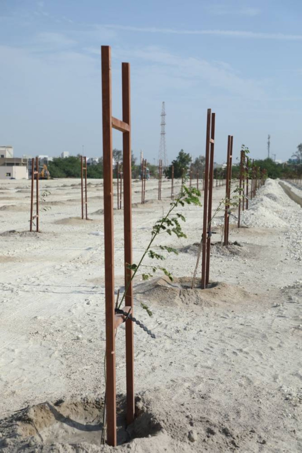 ضمن فعاليات أسبوع الشجرة .. بلدية الجنوبية تزرع 200 شتلة بشارع الشيخ سلمان