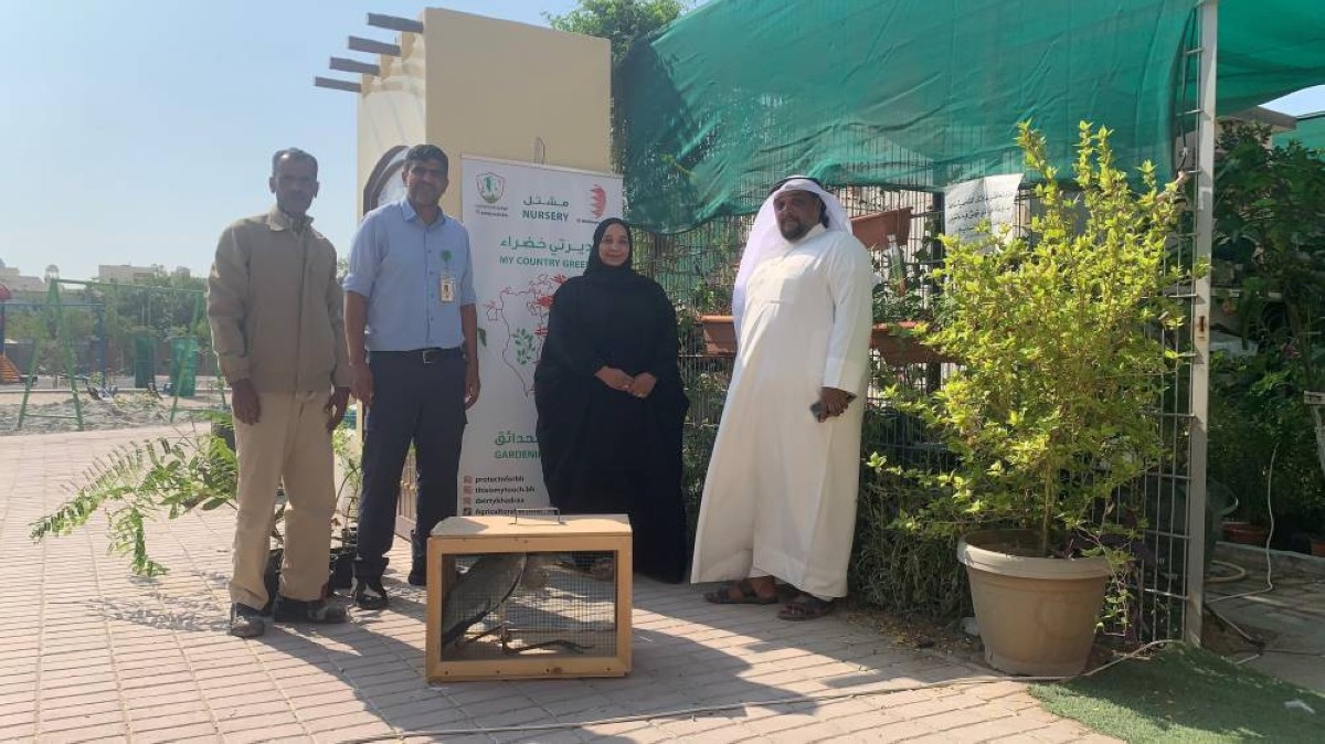 طائر البلشون "ظريف" من المحرق إلى العرين