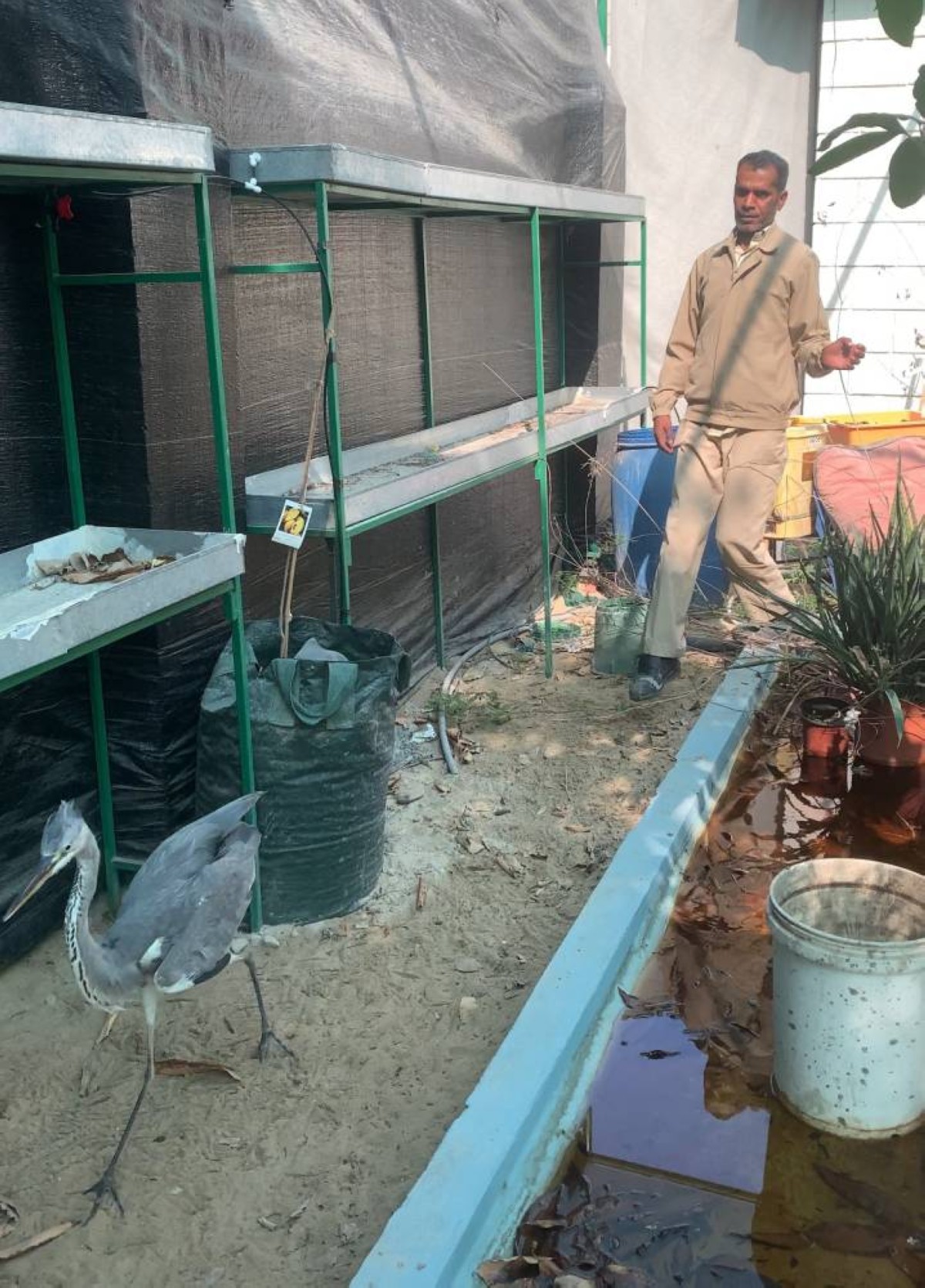 طائر البلشون "ظريف" من المحرق إلى العرين