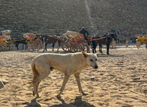 كلب الأهرامات «أبولو».. سفير جديد للسياحة في مصر