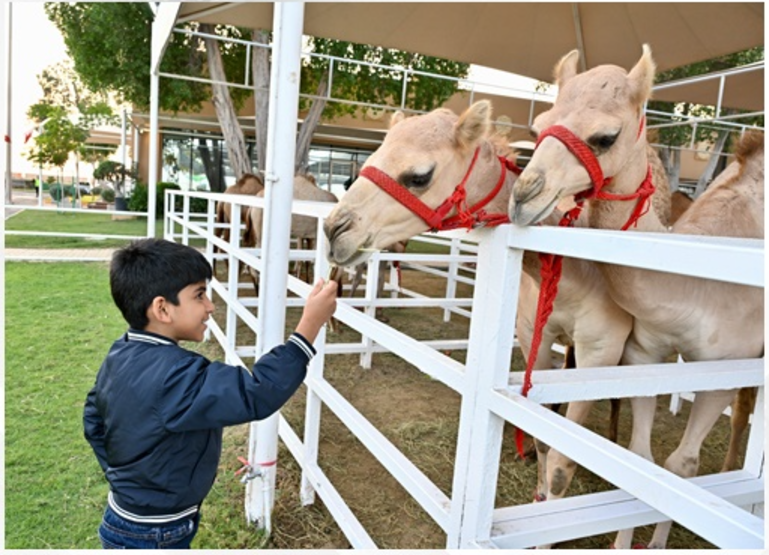 &laquo;مراعي 2024&raquo; يتألق في يومه الثاني مع عروض مميزة وسط إقبال جماهيري واسع