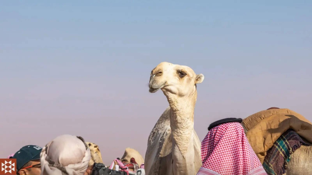 السعودية.. ضبط إبل خضعت لعمليات تجميل للمنافسة بمسابقة مليونية (صور)