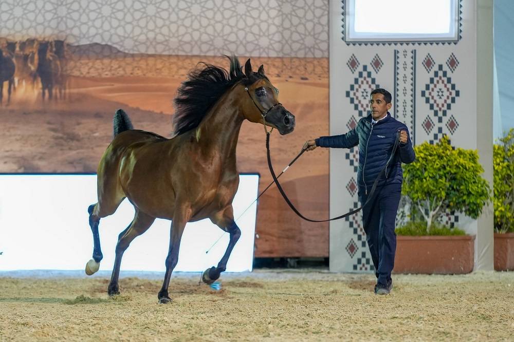 وسط منافسة قوية.. انطلاق بطولة العيد الوطني لجمال الخيل العربية