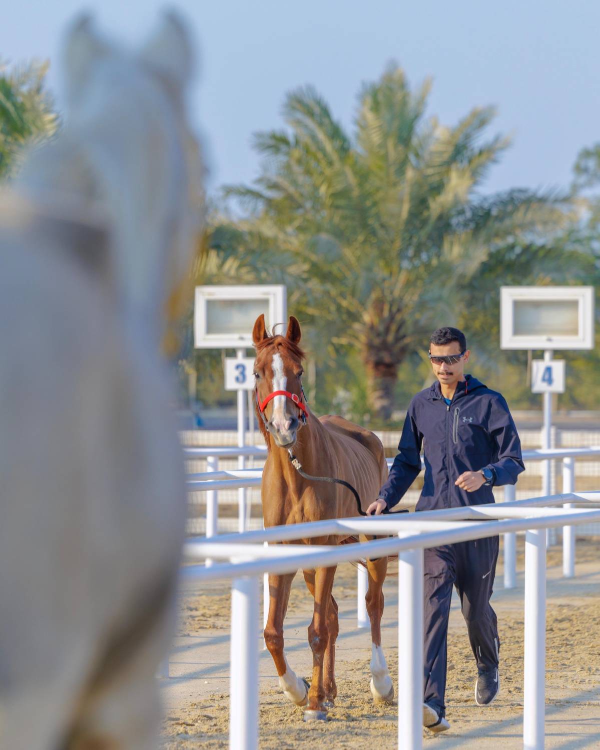 انطلاق السباقات الدولية والمحلية لبطولة خالد بن حمد لسباق القدرة