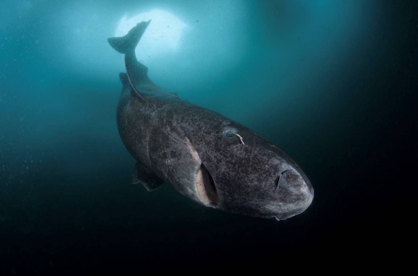 الحيوانات المعمرة.. عمرها يتجاوز القرون وتتنوع بين القروش والسحالي والتماسيح