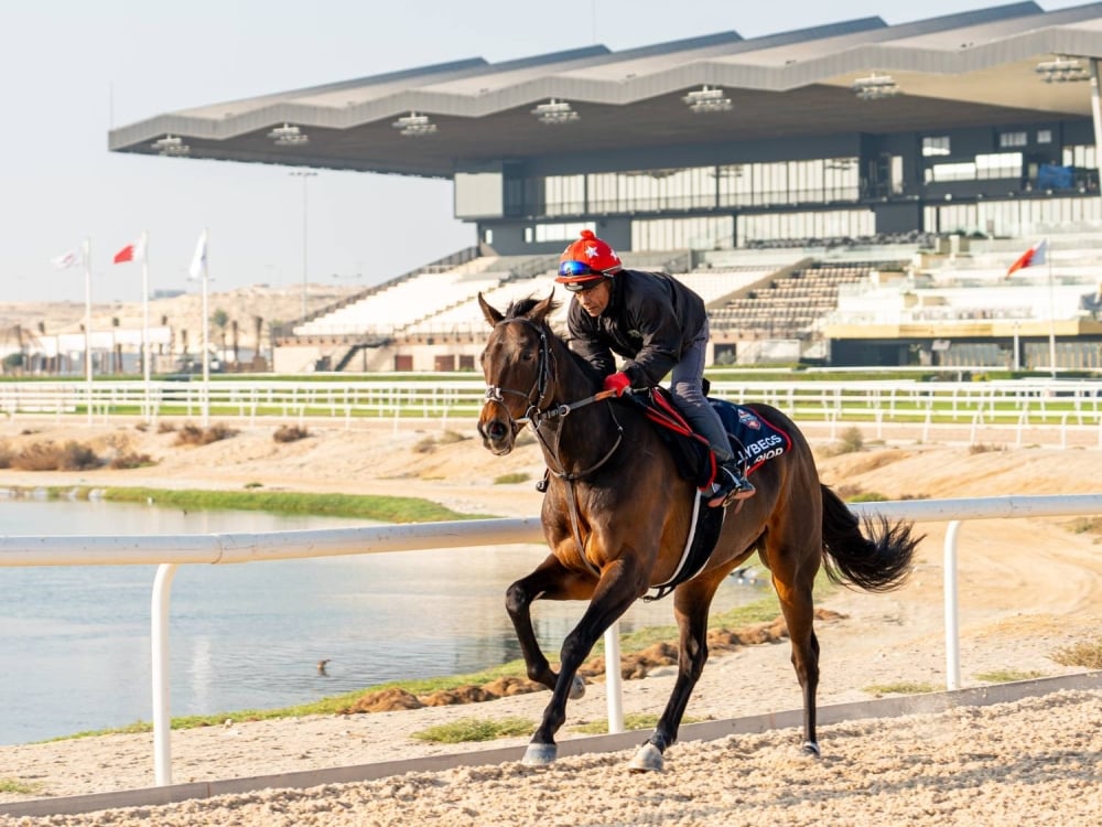 مشاركات قوية على كؤوس عيسى بن سلمان وأنجاله والعاديات والوسمية