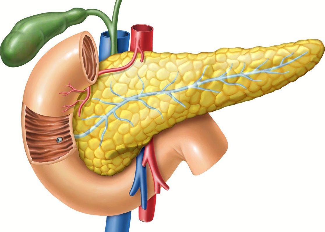 9 عادات خاطئة تدمر البنكرياس.. احذرها