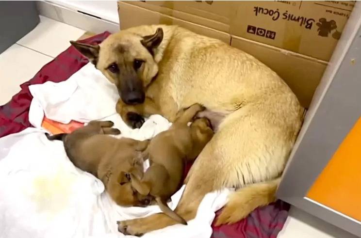 كلبة توصل جروها للعيادة البيطرية وتنقذه من الموت