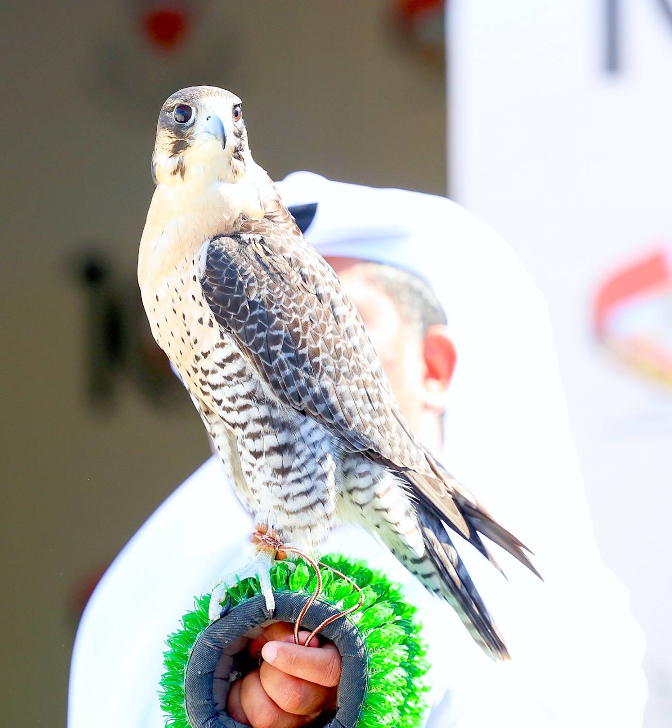 المنافسات تعود لميدان الصقور في موسم ناصر بن حمد للصقور والصيد