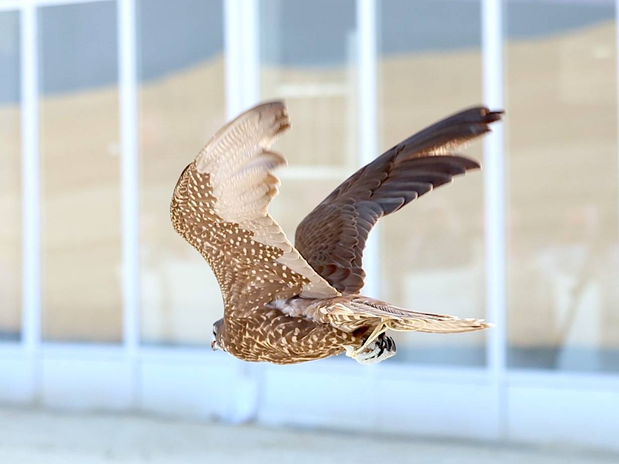 سباقات الصقور تشهد إثارة وندية في أشواط المحترفين