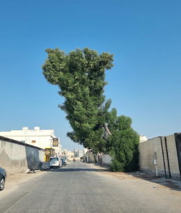 &laquo;مجلس العاصمة&raquo;: زيادة أعمدة الإنارة وإزالة البيوت المهجورة في الدائرة الثامنة