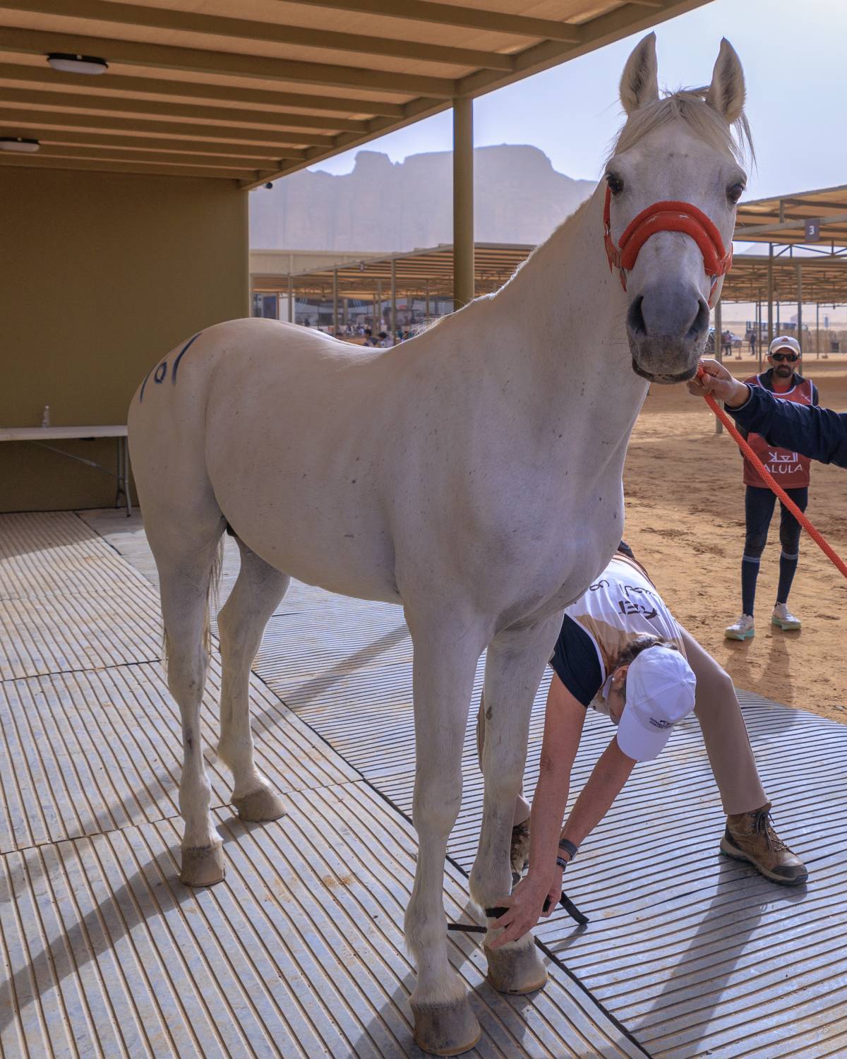 الفريق الملكي يشارك في بطولة كأس خادم الحرمين للقدرة في العُلا