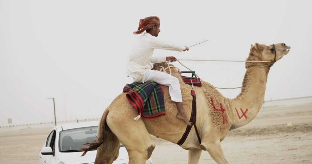 ضمن موسم ناصر بن حمد للصقور والصيد.. انطلاق سباقات الهجن للركب البشري