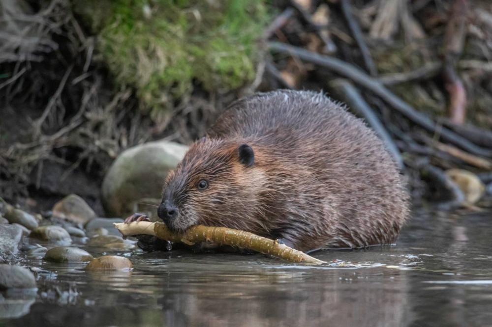 &laquo;خدمة&raquo; القندس توفر على حكومة التشيك 1.2 مليون دولار