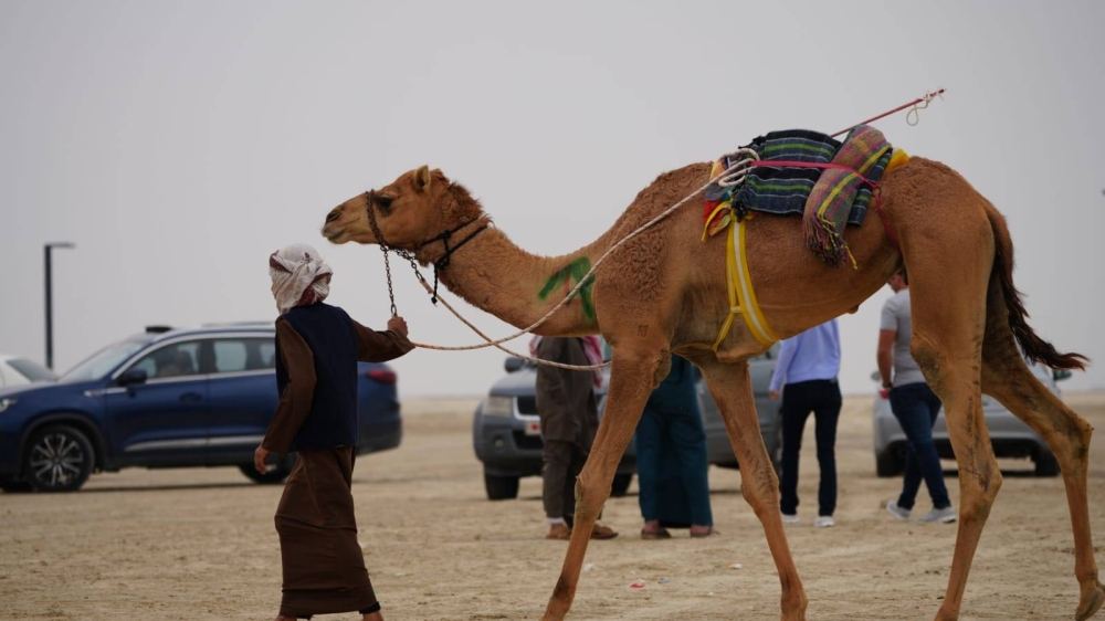 السفير الإيطالي يشهد سباقات الهجن على كؤوس سمو الشيخ خالد بن حمد